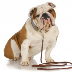 HANDY DOG TRAINING TIPS